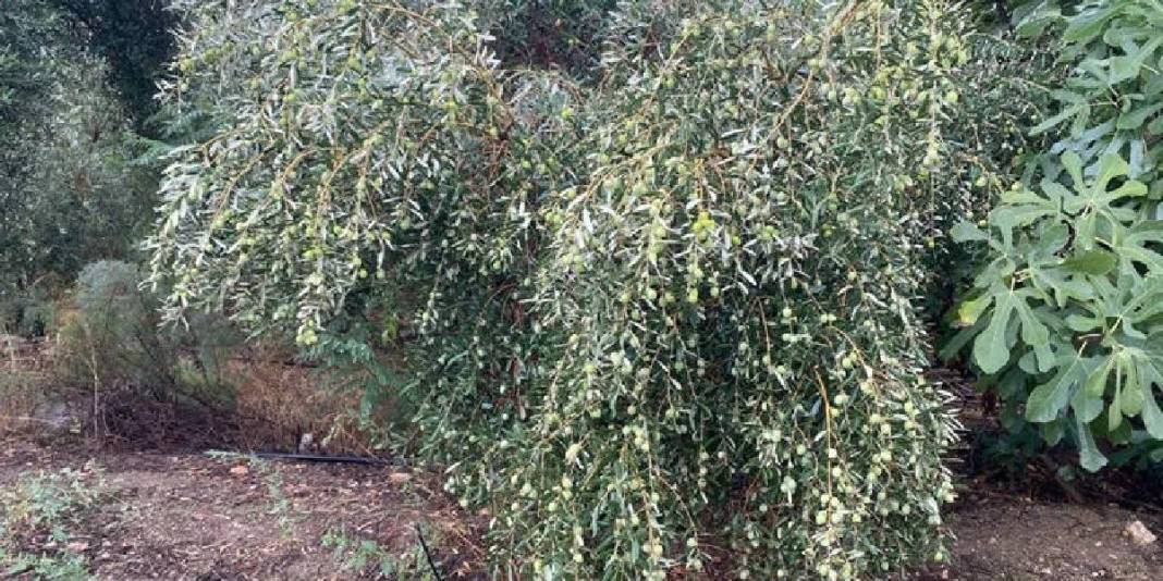 Üreticinin yüzünü güldüren hasat! Rekoltesi düşse de fiyatı zirvede: Rekora koşuyor, 125 TL’den satılıyor 3